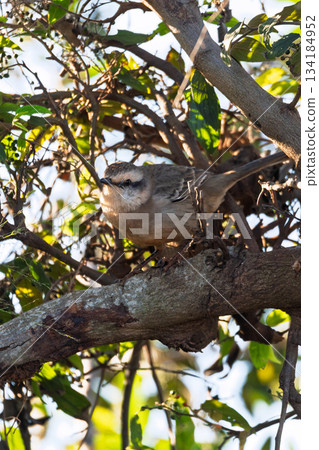 Chalk-browed mockingbird (Mimus saturninus). Maracaju. Mato Grosso do Sul, Brazil. Brazilian wildlife and birdwatching. 134184952