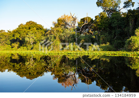 Lush green scenery of the North Pantanal wetlands 134184959