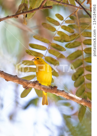 Saffron finch (Sicalis flaveola), Pocone, South Pantanal Mato Grosso, Brazil. Brazilian wildlife and birdwatching. 134184968