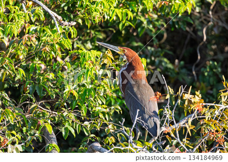 Rufescent tiger heron (Tigrisoma lineatum), Pocone, North Pantanal Mato Grosso, Brazil. Brazilian wildlife and birdwatching. 134184969