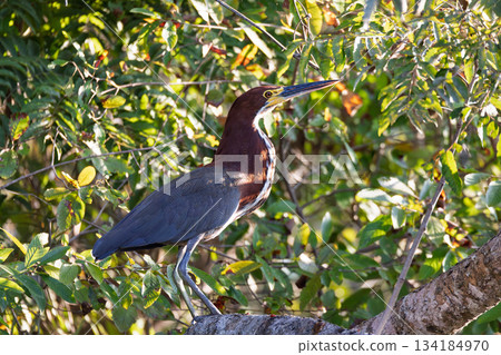 Rufescent tiger heron (Tigrisoma lineatum), Pocone, North Pantanal Mato Grosso, Brazil. Brazilian wildlife and birdwatching. 134184970