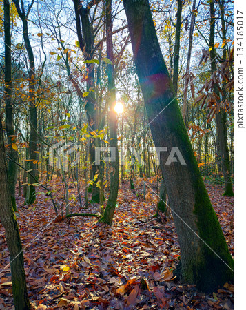 Autumn Forest Serenity, Closeup Of Mossy Tree Trunks And Glowing Foliage Creating Peaceful 134185017