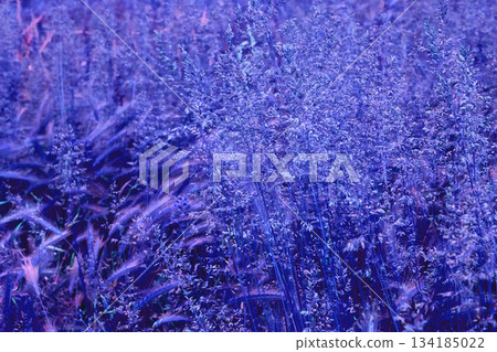 Evening purple violet calm grass meadow.Harmony Evening purple violet calm grass meadow.Harmony 134185022