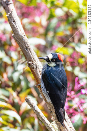 Acorn woodpecker (Melanerpes formicivorus), San Gerardo de Dota, Wildlife and birdwatching in Costa Rica. 134185122