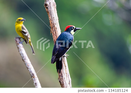 Acorn woodpecker (Melanerpes formicivorus), San Gerardo de Dota, Wildlife and birdwatching in Costa Rica. 134185124