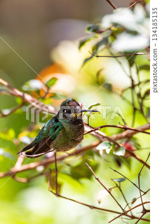 Talamanca hummingbird (Eugenes spectabilis). San Gerardo de Dota, Wildlife and birdwatching in Costa Rica. Talamanca hummingbird (Eugenes spectabilis). San Gerardo de Dota, Wildlife and birdwatching in Costa Rica. 134185135