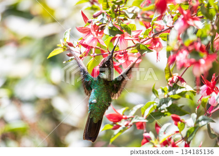 Talamanca hummingbird (Eugenes spectabilis). San Gerardo de Dota, Wildlife and birdwatching in Costa Rica. Talamanca hummingbird (Eugenes spectabilis). San Gerardo de Dota, Wildlife and birdwatching in Costa Rica. 134185136