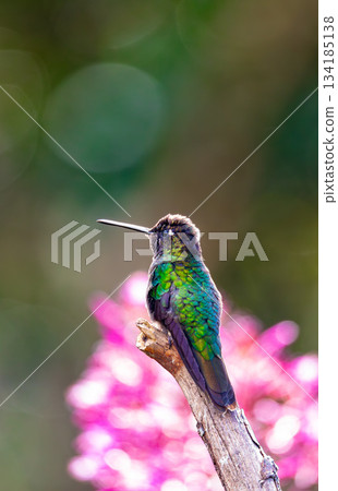 Talamanca hummingbird (Eugenes spectabilis). San Gerardo de Dota, Wildlife and birdwatching in Costa Rica. 134185138