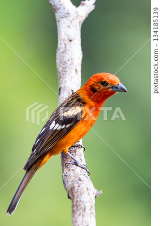 Flame-colored tanager male, Piranga bidentata, San Gerardo de Dota, Costa Rica Flame-colored tanager male, Piranga bidentata, San Gerardo de Dota, Costa Rica 134185139