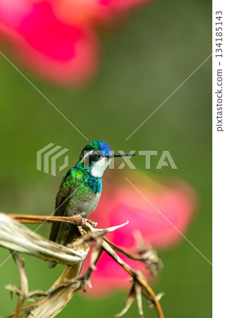 White-throated mountaingem (Lampornis castaneoventris), San Gerardo de Dota, Wildlife and birdwatching in Costa Rica. 134185143