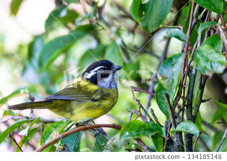 Sooty-capped bush tanager - Chlorospingus pileatus, San Gerardo de Dota, Costa Rica. 134185148