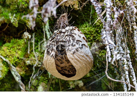 Llarge paper wasp or hornet nest. San Gerardo de Dota, Costa Rica. 134185149