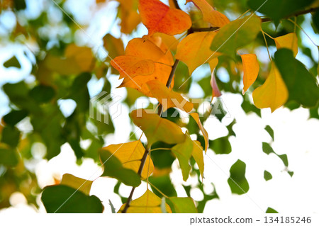 南京之葉 南京之葉 134185246