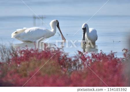 Japanese laurel and black-faced spoonbill Japanese laurel and black-faced spoonbill 134185392