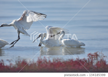 Japanese laurel and black-faced spoonbill Japanese laurel and black-faced spoonbill 134185399