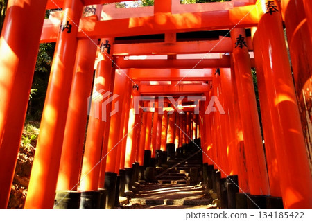 京都府，伏見稻荷大社，千本鳥居（三辻寺附近），深草藪之內町，伏見區，京都市，2022 年 2 月 134185422