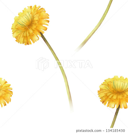 Watercolor seamless pattern with yellow dandelion flowers on a long stem on an isolated background. A botanical template for wallpaper, packaging, textiles, and summer themes. 134185430