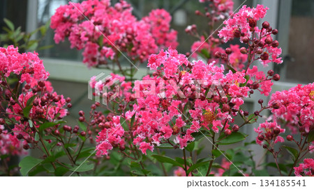 粉紅色的花朵 粉紅色的花朵 134185541