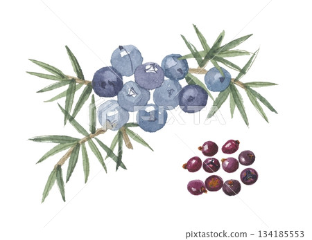 Juniper berries painted in watercolor Juniper berries painted in watercolor 134185553