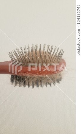 狗毛脫落 202510 (4) 狗毛脫落 202510 (4) 134185743