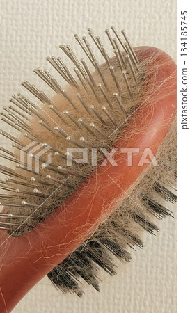 狗毛脫落 202510 (6) 狗毛脫落 202510 (6) 134185745