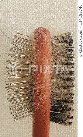 狗毛脫落 202510 (7) 134185746