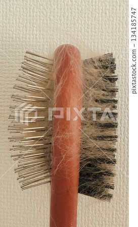 Dog Hair Loss 202510 (8) Dog Hair Loss 202510 (8) 134185747