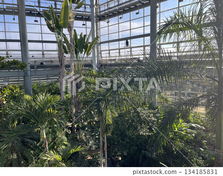 熱帶植物,茨城縣那珂市 熱帶植物,茨城縣那珂市 134185831