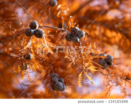 Autumn leaves and cones of bald cedar in late autumn Autumn leaves and cones of bald cedar in late autumn 134185899