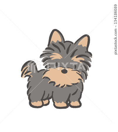 Vector illustration of a cute Yorkshire terrier Vector illustration of a cute Yorkshire terrier 134186089