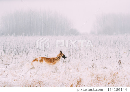 Russian Wolfhound Hunting Sighthound Russkaya Psovaya Borzaya Dog During Hare-hunting At Winter Day In Snowy Field 134186144
