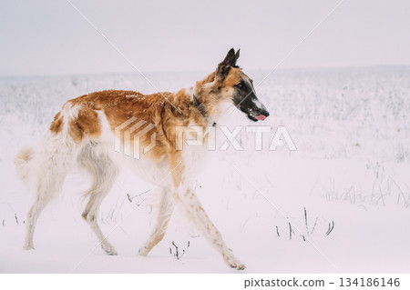 Russian Wolfhound Hunting Sighthound Russkaya Psovaya Borzaya Dog During Hare-hunting At Winter Day In Snowy Field 134186146