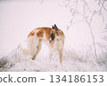 Russian Wolfhound Hunting Sighthound Russkaya Psovaya Borzaya Dog During Hare-hunting At Winter Day In Snowy Field 134186153