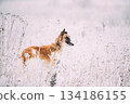 Russian Wolfhound Hunting Sighthound Russkaya Psovaya Borzaya Dog During Hare-hunting At Winter Day In Snowy Field 134186155