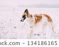 Russian Wolfhound Hunting Sighthound Russkaya Psovaya Borzaya Dog During Hare-hunting At Winter Day In Snowy Field 134186165