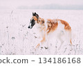 Russian Wolfhound Hunting Sighthound Russkaya Psovaya Borzaya Dog During Hare-hunting At Winter Day In Snowy Field 134186168