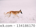 Russian Wolfhound Hunting Sighthound Russkaya Psovaya Borzaya Dog During Hare-hunting At Winter Day In Snowy Field 134186170