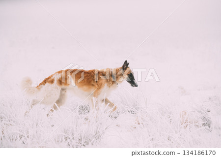 Russian Wolfhound Hunting Sighthound Russkaya Psovaya Borzaya Dog During Hare-hunting At Winter Day In Snowy Field 134186170