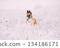 Russian Wolfhound Hunting Sighthound Russkaya Psovaya Borzaya Dog During Hare-hunting At Winter Day In Snowy Field 134186171