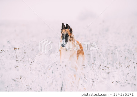 Russian Wolfhound Hunting Sighthound Russkaya Psovaya Borzaya Dog During Hare-hunting At Winter Day In Snowy Field Russian Wolfhound Hunting Sighthound Russkaya Psovaya Borzaya Dog During Hare-hunting At Winter Day In Snowy Field 134186171