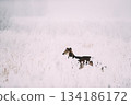 Hunting Sighthound Hortaya Borzaya Dog During Hare-hunting At Winter Day In Snowy Field 134186172