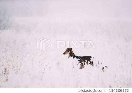 Hunting Sighthound Hortaya Borzaya Dog During Hare-hunting At Winter Day In Snowy Field Hunting Sighthound Hortaya Borzaya Dog During Hare-hunting At Winter Day In Snowy Field 134186172