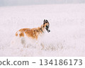 Russian Wolfhound Hunting Sighthound Russkaya Psovaya Borzaya Dog During Hare-hunting At Winter Day In Snowy Field 134186173