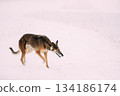 Hunting Sighthound Hortaya Borzaya Dog During Hare-hunting At Winter Day In Snowy Field 134186174