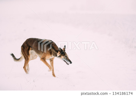 Hunting Sighthound Hortaya Borzaya Dog During Hare-hunting At Winter Day In Snowy Field 134186174