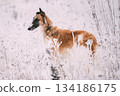 Russian Wolfhound Hunting Sighthound Russkaya Psovaya Borzaya Dog During Hare-hunting At Winter Day In Snowy Field 134186175