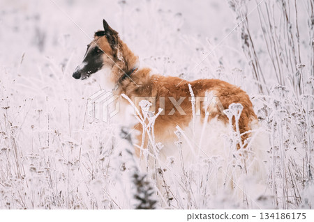 Russian Wolfhound Hunting Sighthound Russkaya Psovaya Borzaya Dog During Hare-hunting At Winter Day In Snowy Field Russian Wolfhound Hunting Sighthound Russkaya Psovaya Borzaya Dog During Hare-hunting At Winter Day In Snowy Field 134186175