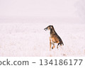 Hunting Sighthound Hortaya Borzaya Dog During Hare-hunting At Winter Day In Snowy Field 134186177