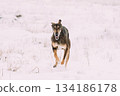 Hunting Sighthound Hortaya Borzaya Dog During Hare-hunting At Winter Day In Snowy Field 134186178