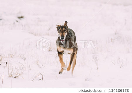 Hunting Sighthound Hortaya Borzaya Dog During Hare-hunting At Winter Day In Snowy Field 134186178